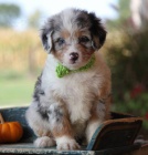 Aussiedoodle �t��ata na prodej. Proto�e jsou v�ichni zdrav� a o�kovan�. Z�skejte jeden pro svou rodinu hned te�.