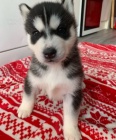 Rozko�n� sibi�sk� husky s kr�sn�ma modr�ma o�ima K Adopci. �t���tka jsou v�echna od�erven�, o�kovan� a socializovan�.