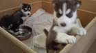 ZDRAV� a o�kovan� sibi�sk� husky s kr�sn�ma modr�ma o�ima K Adopci. 