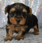 Prod�m rozko�n� a kr�sn� miniaturn� �t���tka jork��rsk�ho teri�ra. �t��ata jsou v�echna o�kovan� a zdrav�