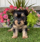 Prod�m �t��ata mini jork��rsk�ho teri�ra. V�echna �t��ata jsou o�kovan� a zdrav�