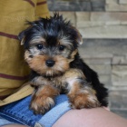 �t��ata mini yorkie k adopci. V�echna �t��ata jsou o�kovan� a zdrav�