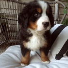 Bernsk� sala�nick� pes �t��ata k adopci. V�echna �t��ata jsou od�erven�, o�kovan� a zdrav�