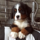 Bernsk� sala�nick� pes �t��ata k adopci. V�echna �t��ata jsou od�erven�, o�kovan� a zdrav�