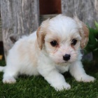 fena a pes Cavachon �t��ata k adopci. V�echna �t��ata jsou od�erven�, o�kovan� a zdrav�