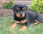 Robustn� �t��ata rottweiler�.