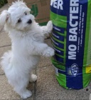 �t��ata Bichon Frise.