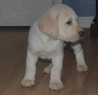 Labrador �t��ata k dispozici.