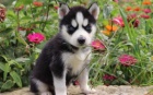 �t��ata sibi�sk�ho husky.