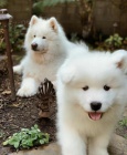 Samoyed �t��ata.
