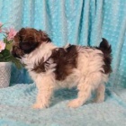 Shih Tzu �t��ata.