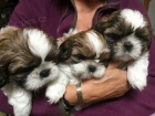 Rozko�n� �t��ata Shih Tzu.