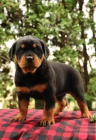 �t��ata rottweiler�.