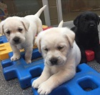 Labrador �t��ata.