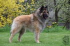 Belgick� ov��k Tervueren - �t���tka s PP