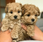 miniaturn� �t��ata pudl�ka a feny k adopci �t���tka jsou v�echna o�kovan� a od�erven�.