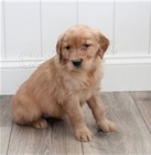 �t��ata zlat�ho retr�vra.