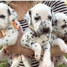 Kc reg dalmatsk� �t��ata.