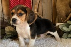 �istokrevn� �t��ata Beagle.