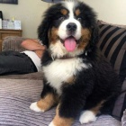 �t��ata Bernsk�ho sala�nick�ho psa k adopci.