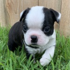 �t��ata bostonsk�ho teri�ra k adopci.