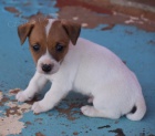 Kr�sn� a rozko�n� �t���tka jack russell teri�ra k adopci. V�echna �t��ata jsou o�kovan� a zdrav�.