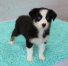 Prod�m roztomil� �t��ata australsk�ho ov��ka