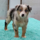 zdrav� o�kovan� �t��ata australsk�ho ov��ka k adopci