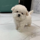 �t��ata bi�onka k adopci