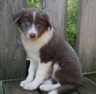 �t��ata border kolie k adopci