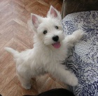 �t��ata West Highland White Terriers k adopci.