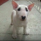 zdrav� a o�kovan� kr�sn� �t���tka anglick�ho bulteri�ra k adopci