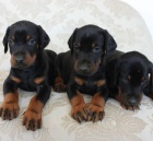 �t��ata dobrmana k adopci