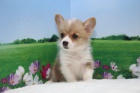 kr�sn� a and�lsk� �t���tka Pembroke Welsh Corgi k adopci.