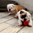 �t��ata anglick�ho buldoka k adopci