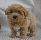�t��ata Maltipoo k dispozici