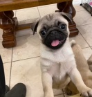 �t��ata Mops k dispozici