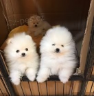 �t��ata n�meck�ho �pice K dispozici