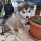 �t��ata Alja�sk� malamut k dispozici