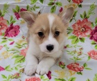 �t��ata Welsh Corgi Pembroke k dispozici