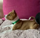 �t��ata Basenji k dispozici