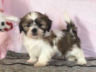 �t��ata Shih Tzu k dispozici