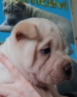 Shar-Pei �t��ata