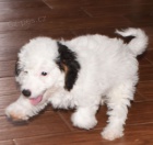 Aussiedoodle �t��ata na prodej