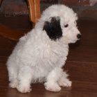 Aussiedoodle �t��ata na prodej