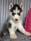 Rozko�n� sibi�sk� husky s kr�sn�ma modr�ma o�ima k adopci.