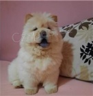 Hrav� �t���tka Chow Chow.