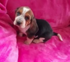 �t��ata Basset hound k dispozici