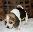 Rodokmen �t��at Beagle