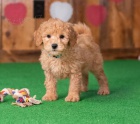 �t��ata Goldendoodle k dispozici